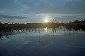 Tonle Sap - Prek Toal 'bird sanctuary' - sunrise on the inundated forest 